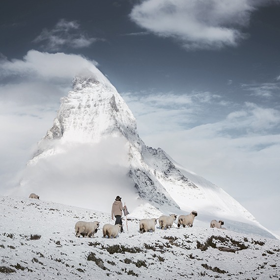 Toisons blanches et nez noirs