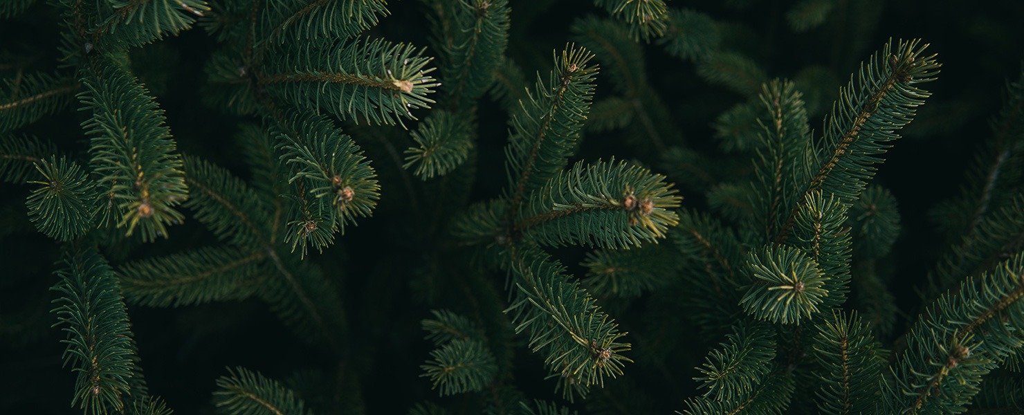 Recycled Christmas trees