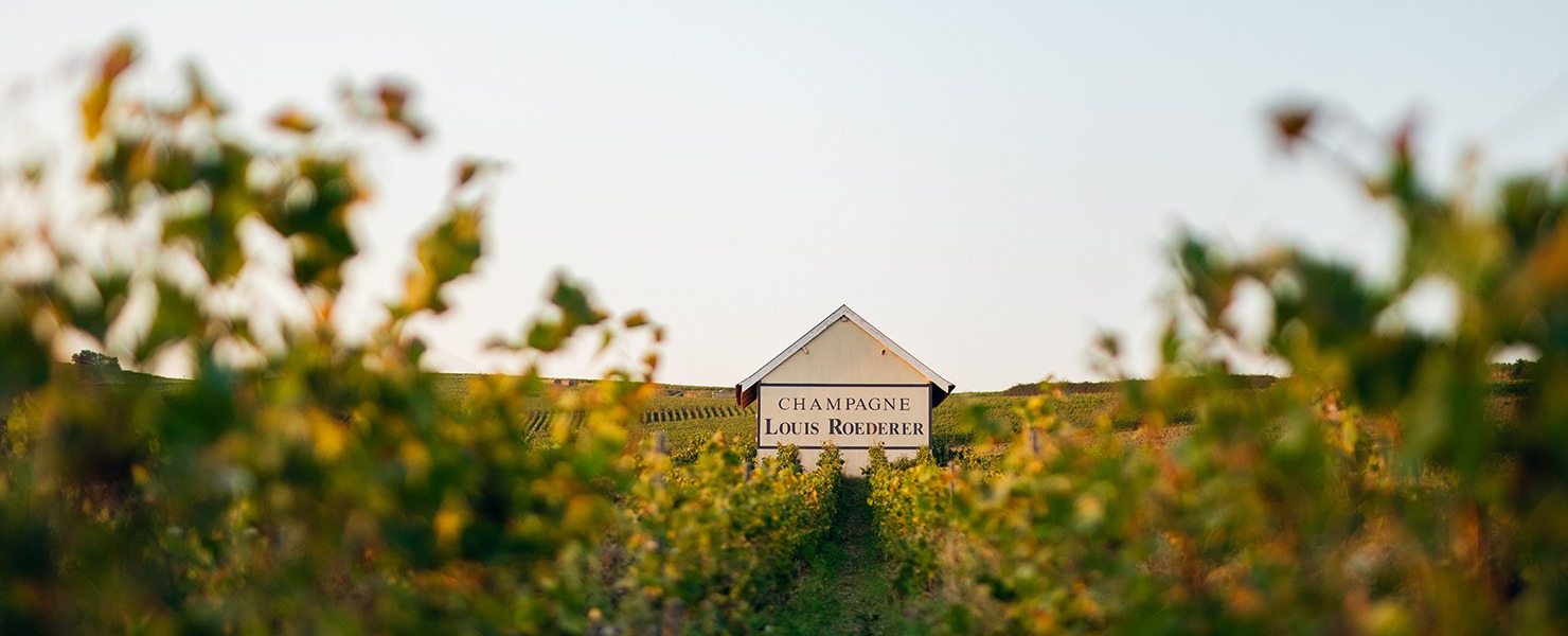 Louis Roederer named ‘most admired champagne brand’