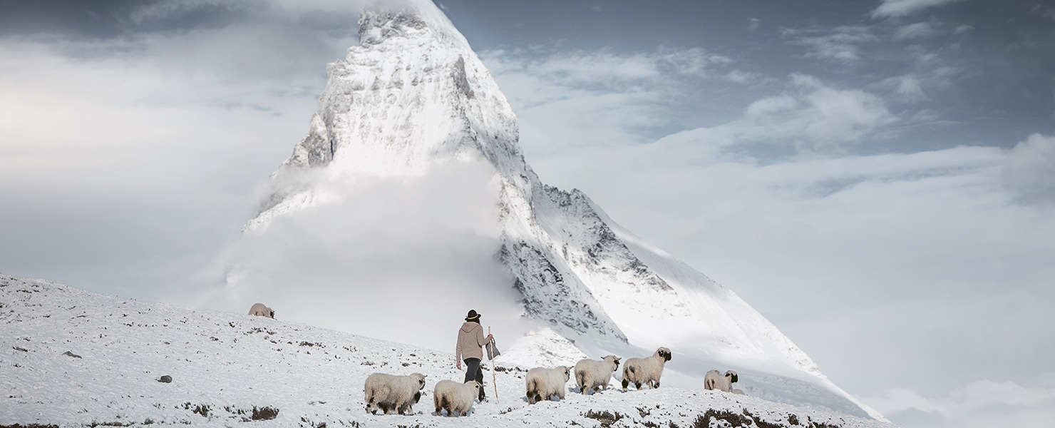 Toisons blanches et nez noirs