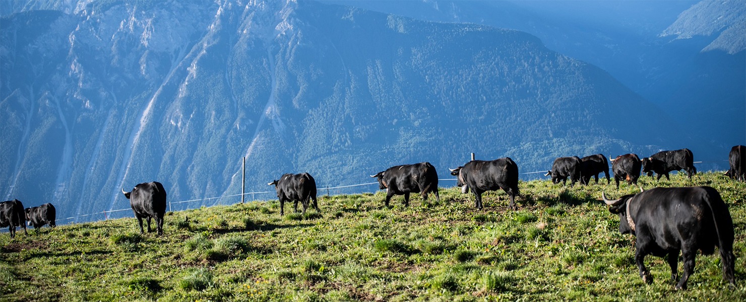The scent of pasture cheese factories