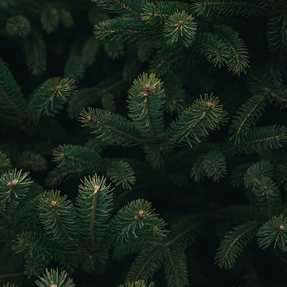 Recycled Christmas trees