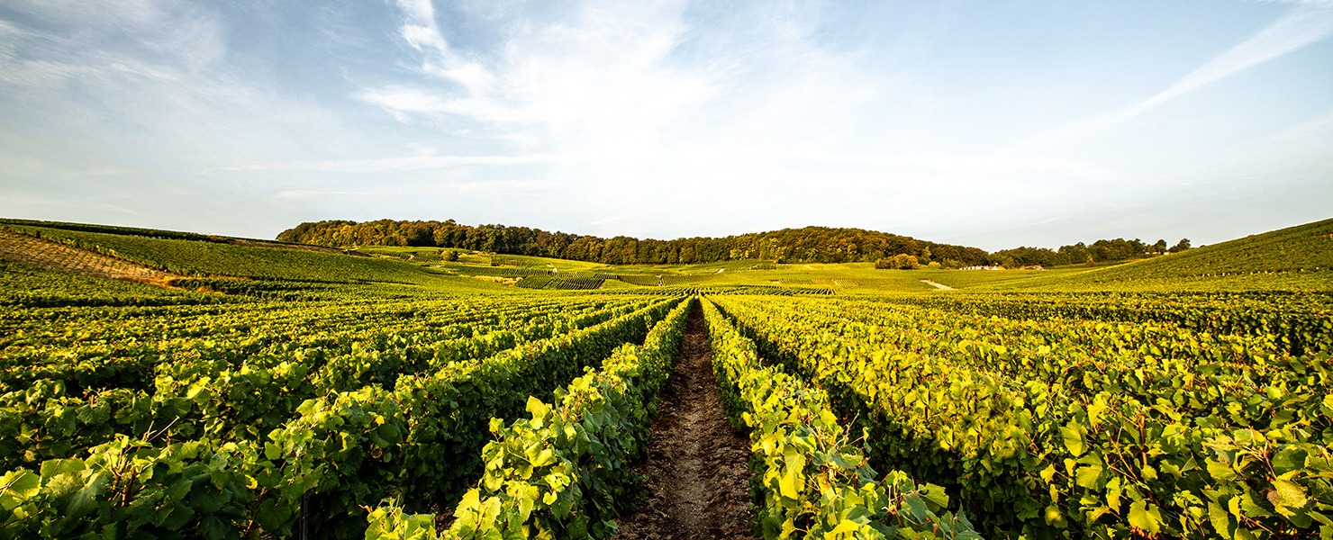 Les 3 savoir-faire de la Maison Laurent-Perrier